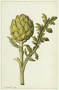 cynara scolymus