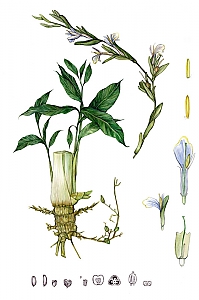 elettaria cardamomum