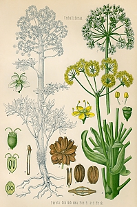 ferula asafoetida