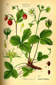 fragaria vesca