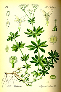galium odoratum