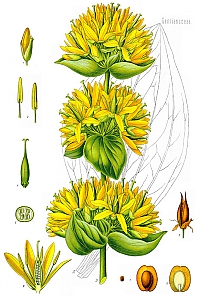 gentiana lutea