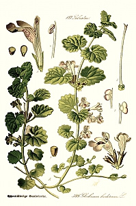 glechoma hederacea