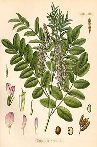 glycyrrhiza glabra