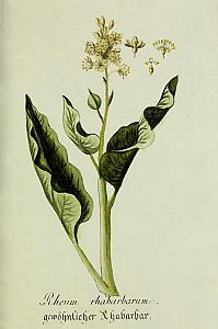 rheum rhabarbarum