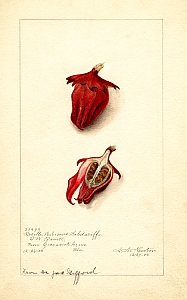 Roselle, Sabdariff-Eibisch