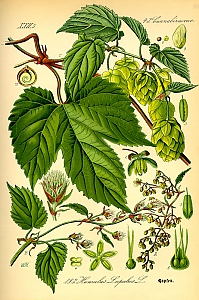 humulus lupulus