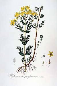 hypericum perforatum