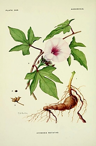 ipomea batatas