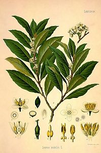 laurus nobilis