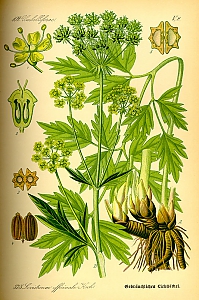 levisticum officinale