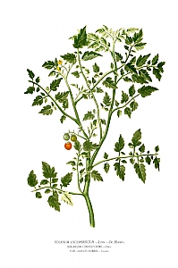 solanum lycopersicum