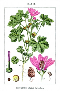 malva silvestris