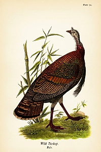 Meleagris gallopavo