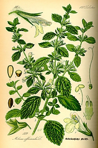 melissa officinalis