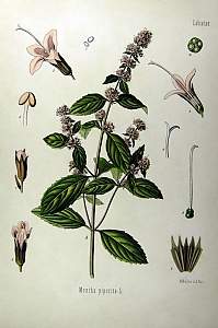 mentha piperata