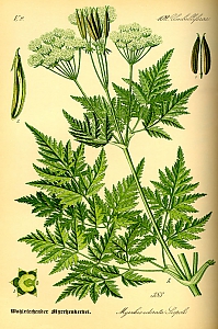 myrrhis odorata