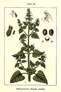 nepeta cataria