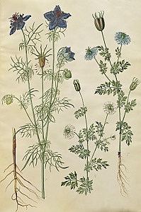 nigella sativa