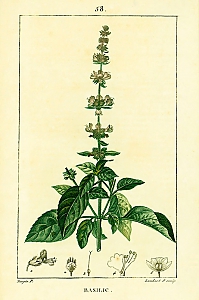 ocimum basilicum