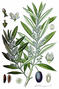 olea europea