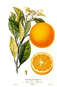 citrus sinensis