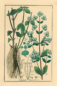 origanum majorana