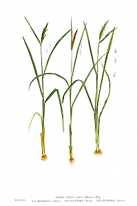 oryza sativa