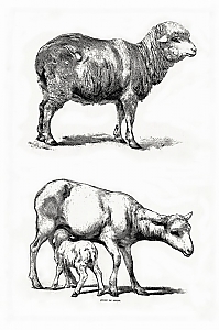 Ovis gmelini aries