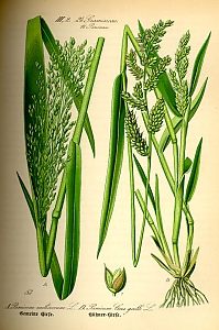 panicum miliaceum