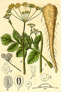 pastinaca sativa