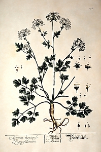 petrosilenium crispum