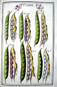 phaseolus vulgaris