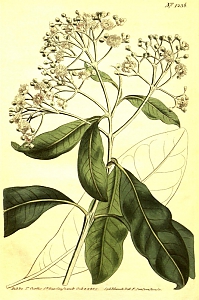 pimenta dioica