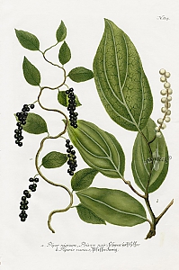 piper nigrum