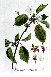 prunus avium