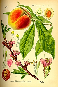 prunus persica