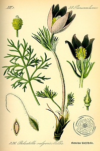 Pulsatilla vulgaris
