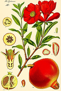 punica granatum