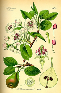 pyrus communis