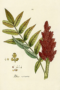 rhus coriaria