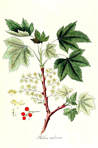 ribes rubrum