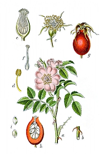 rosa canina