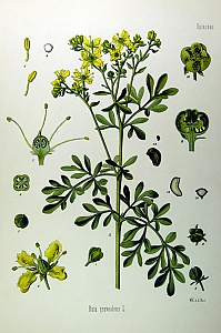 ruta graveolens
