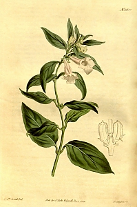 sesamum indicum