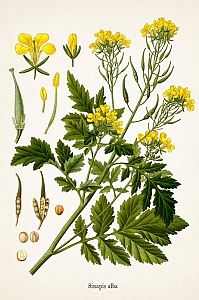 sinapis alba