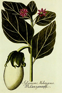 solanum melongena