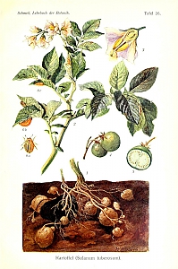 solanum tuberosum