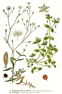 stellaria media