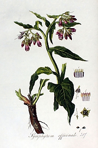 symphytum officinale